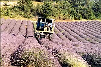 Lavande et lavandin : huiles essentielles de lavande et de lavandin. Production lavande et lavandin et huile essentielle