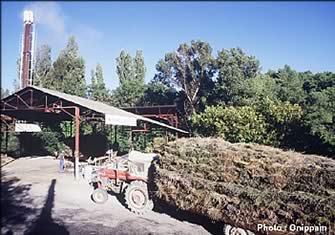 Lavande et lavandin : huiles essentielles de lavande et de lavandin. Production lavande et lavandin et huile essentielle