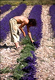 Bouquets secs et fleurs de lavande et lavandin - Production de bouquet sec et fleur de lavande et lavandin