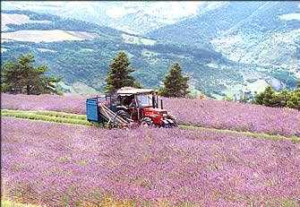 Lavande et lavandin : huiles essentielles de lavande et de lavandin. Production lavande et lavandin et huile essentielle