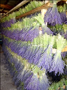 Bouquets secs et fleurs de lavande et lavandin - Production de bouquet sec et fleur de lavande et lavandin