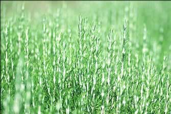 Production de plantes aromatiques : romarin, sarriette, thym, origan et tilleul. Vente de plantes aromatiques