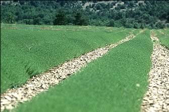 Production de plantes aromatiques : romarin, sarriette, thym, origan et tilleul. Vente de plantes aromatiques