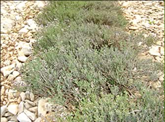 Production de plantes aromatiques : romarin, sarriette, thym, origan et tilleul. Vente de plantes aromatiques