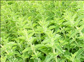 Production de plantes aromatiques : romarin, sarriette, thym, origan et tilleul. Vente de plantes aromatiques