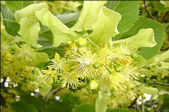 Production de plantes aromatiques : romarin, sarriette, thym, origan et tilleul. Vente de plantes aromatiques