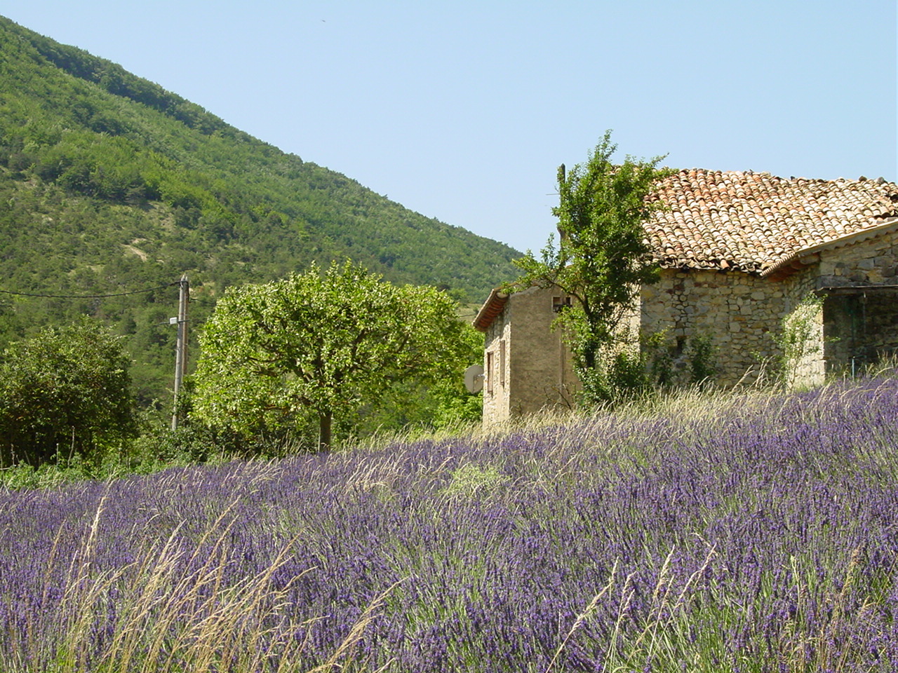 Champ de lavande