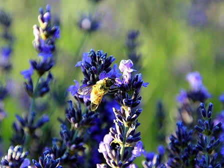 Bouteilles De Compte-gouttes D'huiles Essentielles De Lavande Ou D'eau De  Fleur Aromatique Et Bouquet De Fleurs Séchées De Lavande Image stock -  Image du assaisonné, sain: 204064803