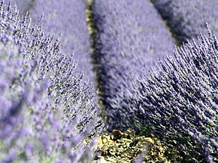 Fleurs et bouquets secs de lavande et de lavandin.