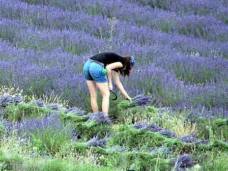 Bouquet de lavande extra-bleue 130G - Lavanderaie des Hautes Baronnies