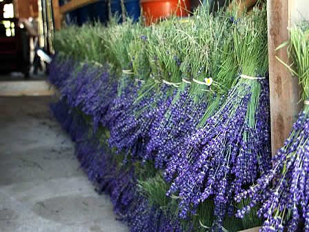 Fleurs et bouquets secs de lavande et de lavandin.