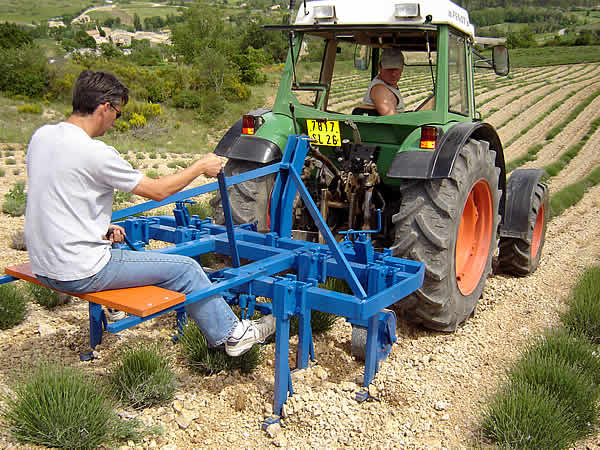 Huile Essentielle de Lavande Diamant Bleu® - La Ferme Aux Lavandes