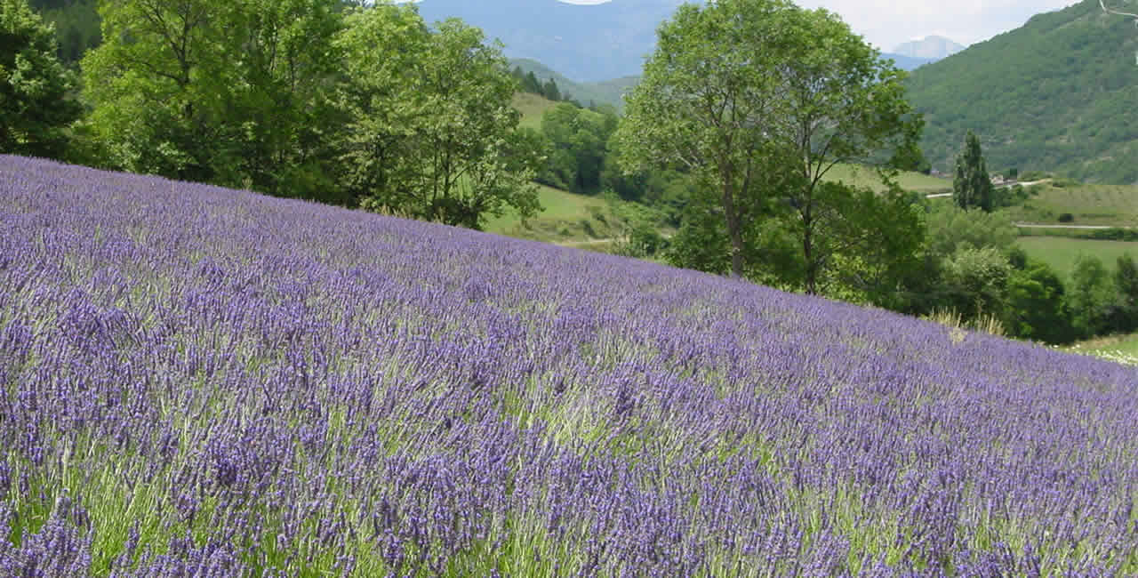 France Lavande Producteurs