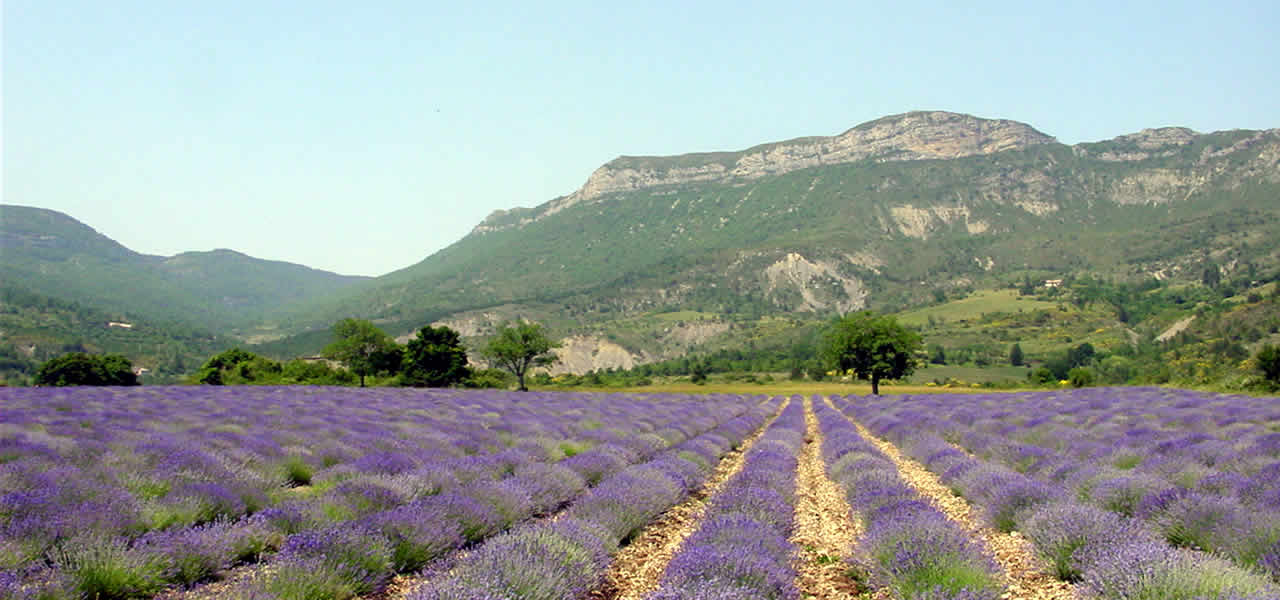 France Lavande Producteurs