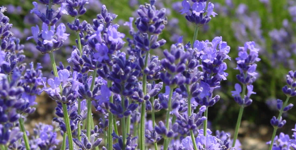 Fleurs Et Bouquets Secs De Lavande Et De Lavandin